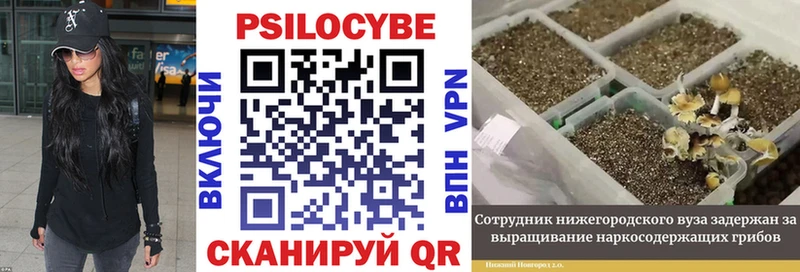 Псилоцибиновые грибы Psilocybine cubensis  Нарьян-Мар 